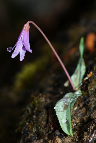 Erythronium dens-canis (6) - Copie [800x600].JPG