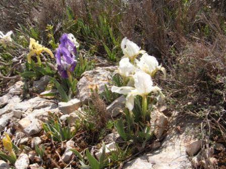 Iris lutescens.jpg