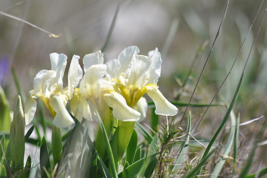 iris lutescens.jpg