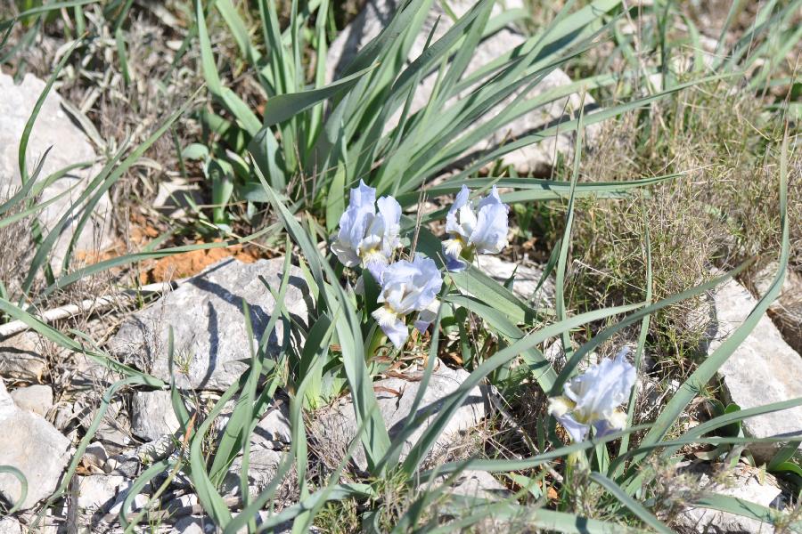 iris lutescens 2.jpg