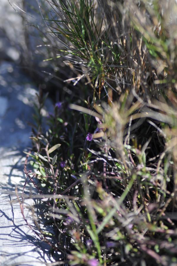 polygala rupestris.jpg