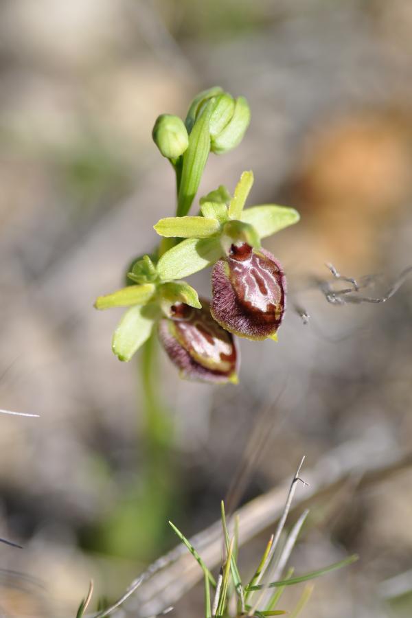 ophrys arachnitiformis.jpg