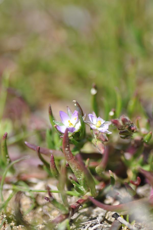 spegularia maritima.jpg