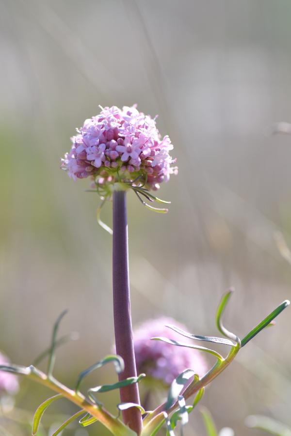 valeriana tuberosa.jpg