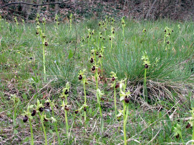 Ophrys arachniformis.jpg