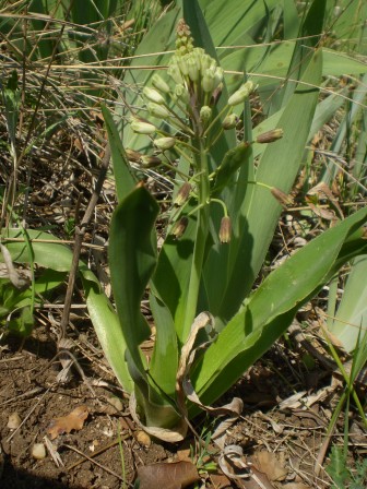 plantouille.jpg