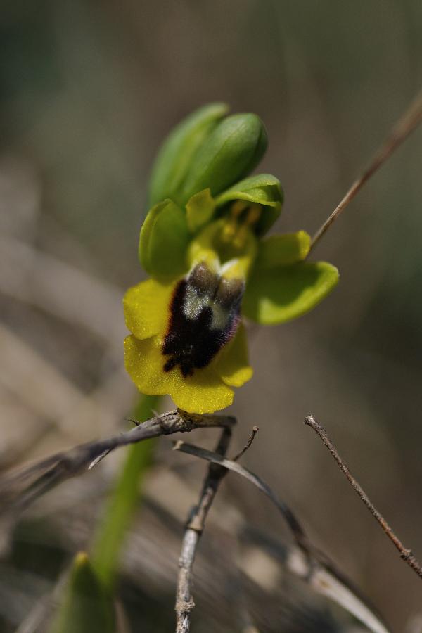 ophrys lutea.jpg