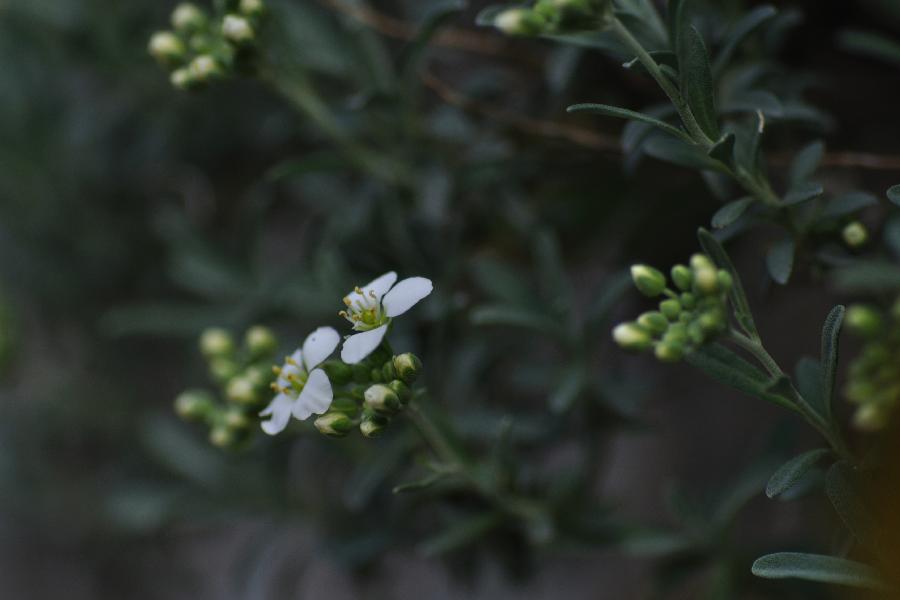 Hormathophylla macrocarpa.jpg