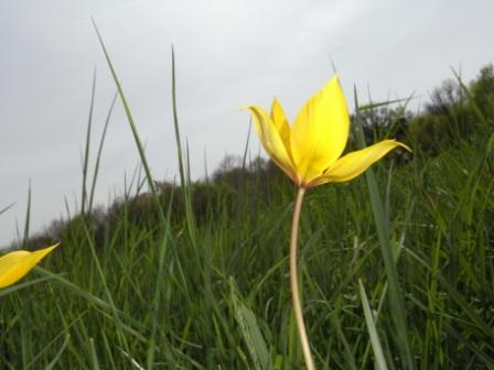 Tulipa sylvestris subsp. sylvestris 01.JPG