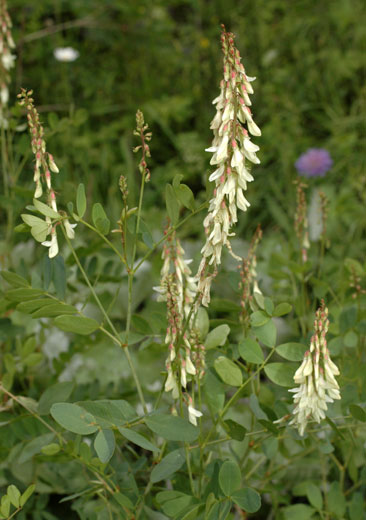 Hedysarum boutignyanum.jpg