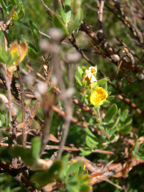 Potentilla fruticosa.jpg