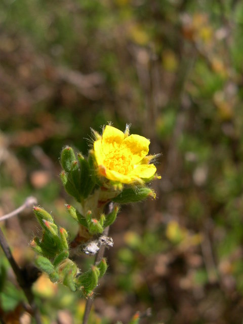 Potentilla fruticosa1.jpg