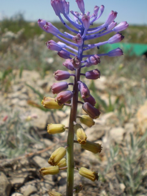 Muscari matritensis - 4 [640x480].JPG