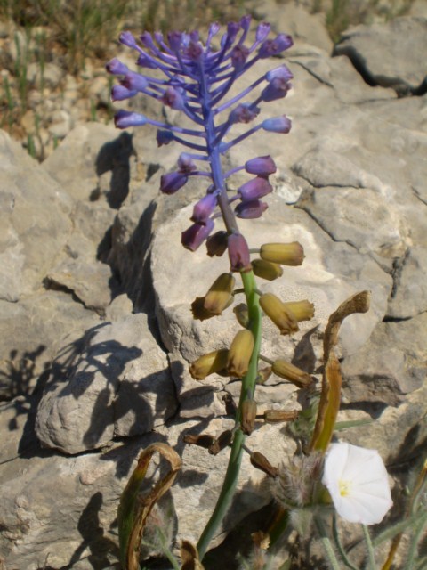 Muscari matritensis - 6 [640x480].JPG