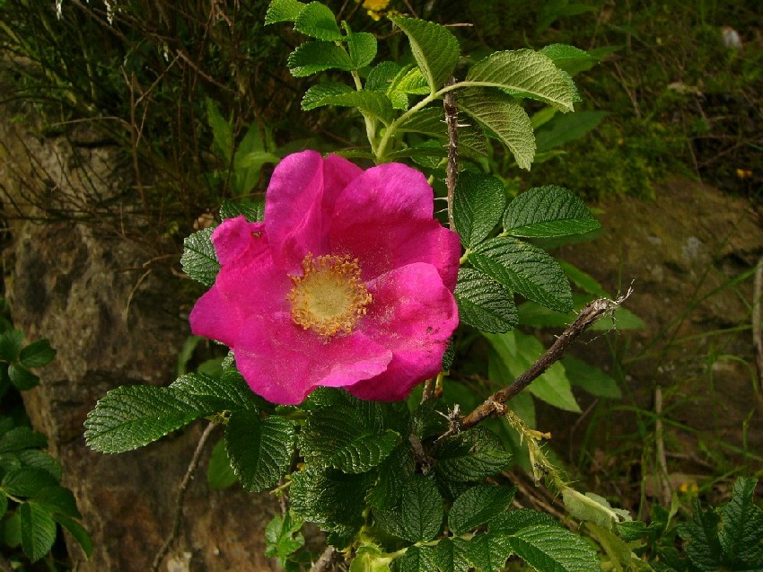 Rosa1.JPG