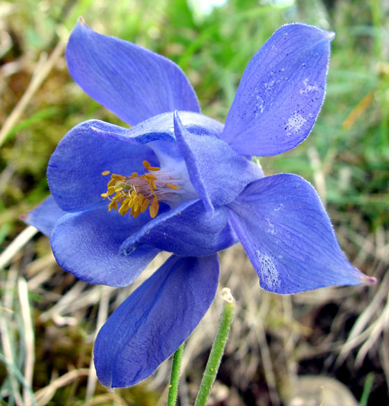 Aquilegia-bertolonii-1a.jpg