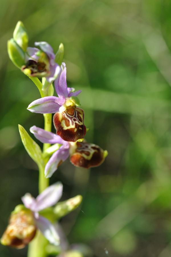 ophrys aegertica 2.jpg