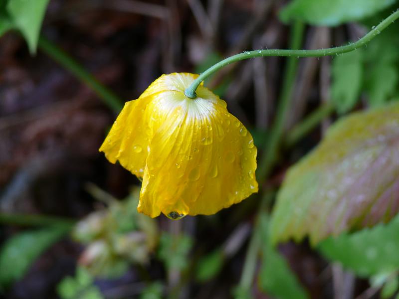 meconopsis.jpg