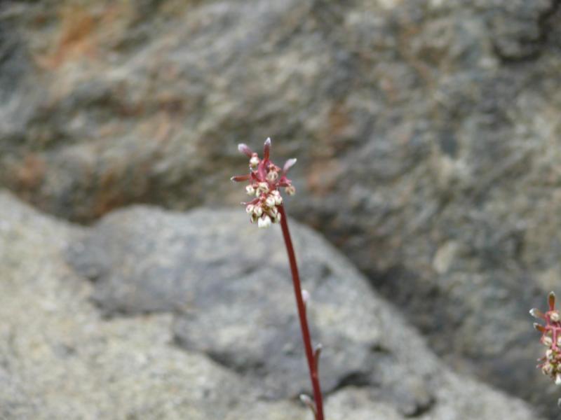 saxifraga.jpg