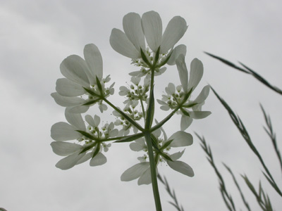 Orlaya grandiflora.jpg
