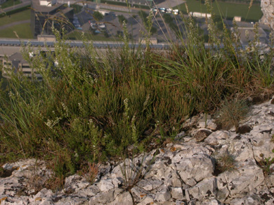 Ephedra major X.jpg