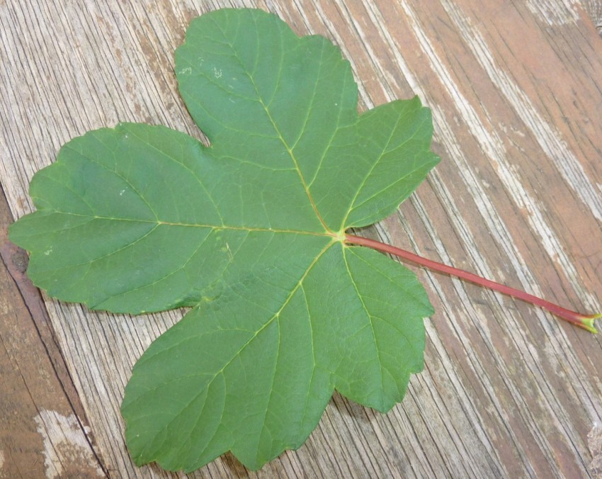 la feuille vue par dessus, le pétiole est bien rouge