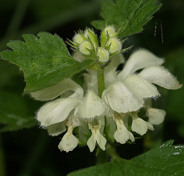 lamium.jpg