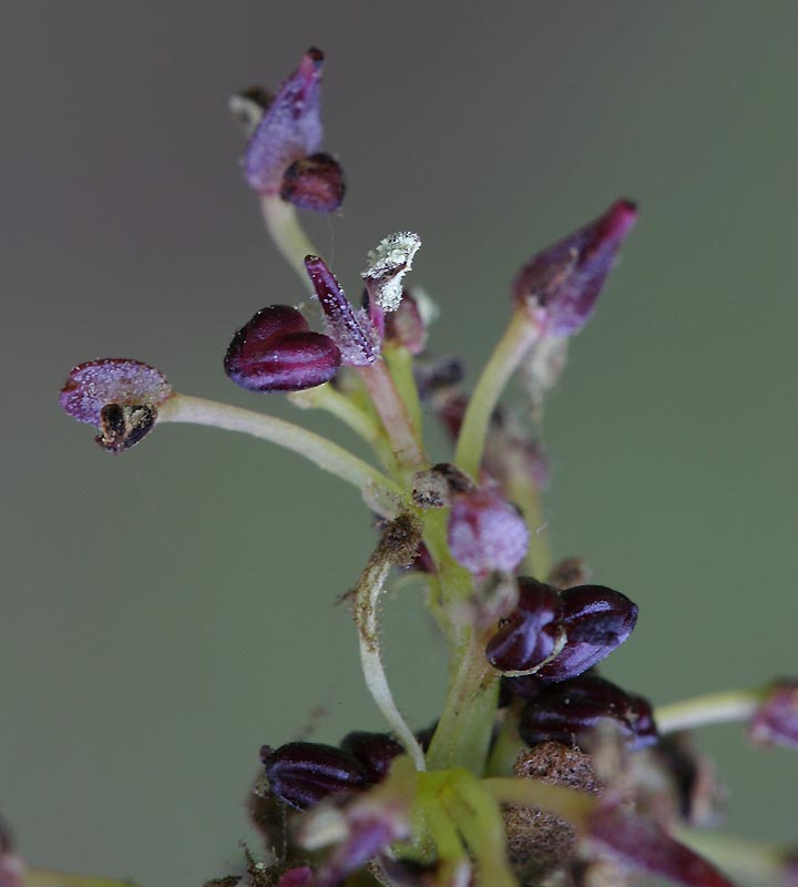 fleurs-males.jpg