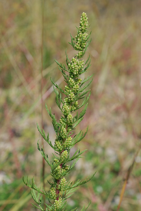 Artemisia biennis