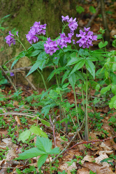 Cardamine-pentaphyllos-(1).jpg