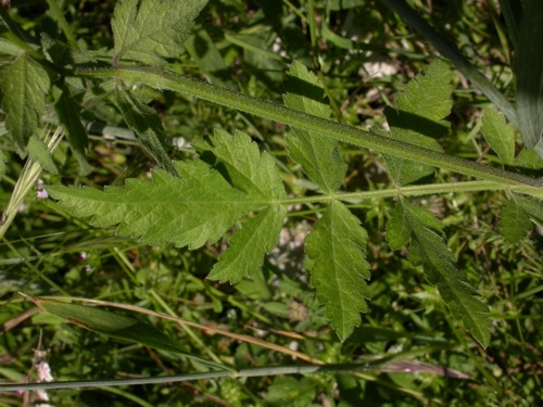 Turgenia latifolia - flles.jpg
