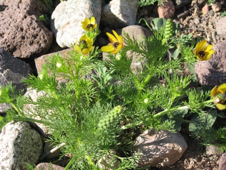 Adonis aestivalis squarrosa.JPG