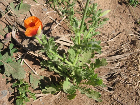 Glaucium corniculatum 2.JPG