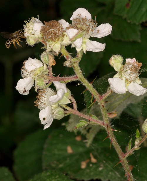 Rubus vestitus
