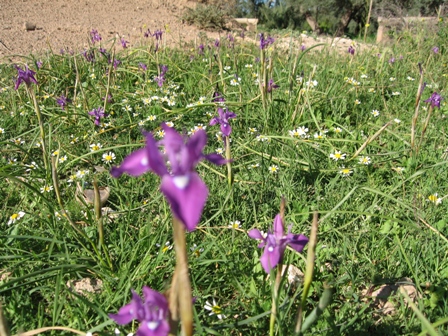 Iris sisyrinchium 1.JPG