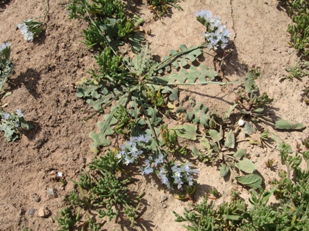 Limonium thouini (=lobatum) 1.JPG