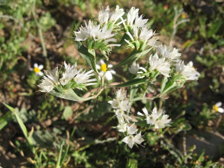 Limonium thouini (=lobatum) 2.JPG